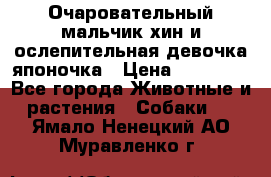 Очаровательный мальчик хин и ослепительная девочка японочка › Цена ­ 16 000 - Все города Животные и растения » Собаки   . Ямало-Ненецкий АО,Муравленко г.